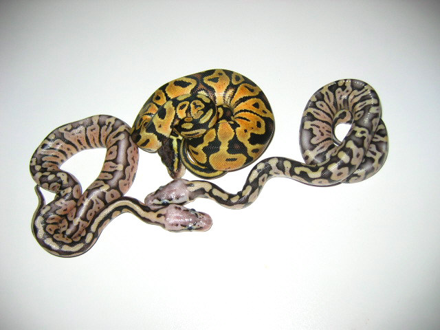 Ball pythons