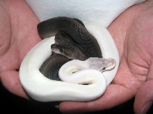 Zen pythons Ying & Yang