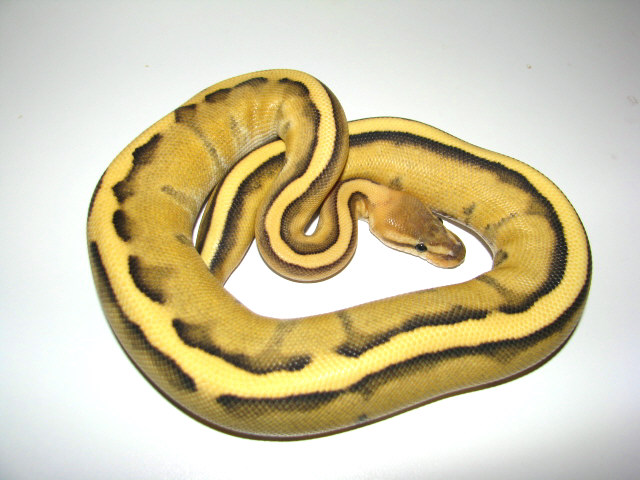 Enhancer G-Stripe 2011