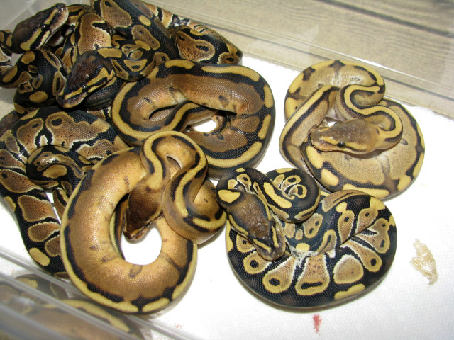 Enhancer
