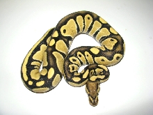 Enhancer 2011