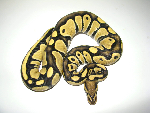 Enhancer 2011