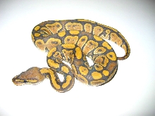 Hypo Ghost Ball