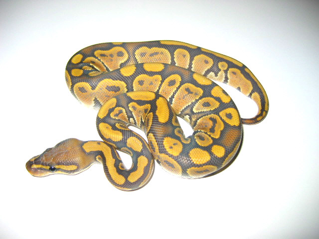 Hypo Ghost Ball