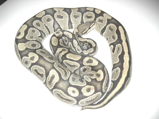 Hypo Ghost Ball