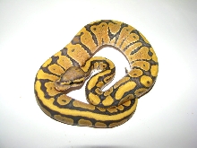 Hypo Vanilla