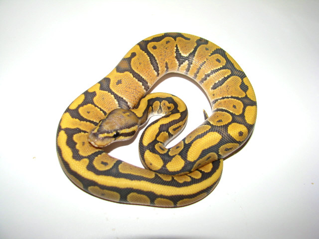 Hypo Vanilla