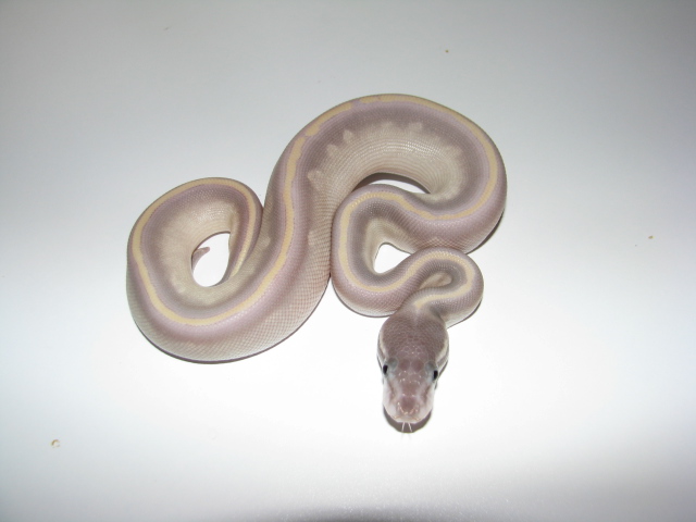 Purple Passion