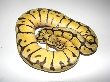 Mojave BumbleBee