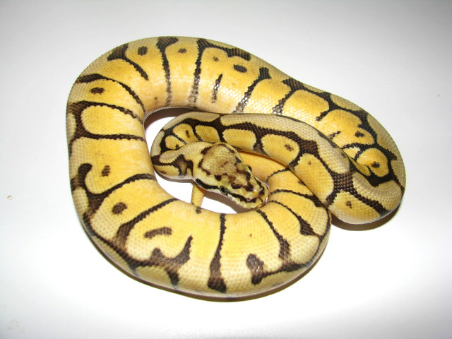 Mojave BumbleBee