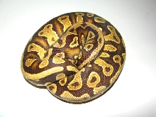 African import