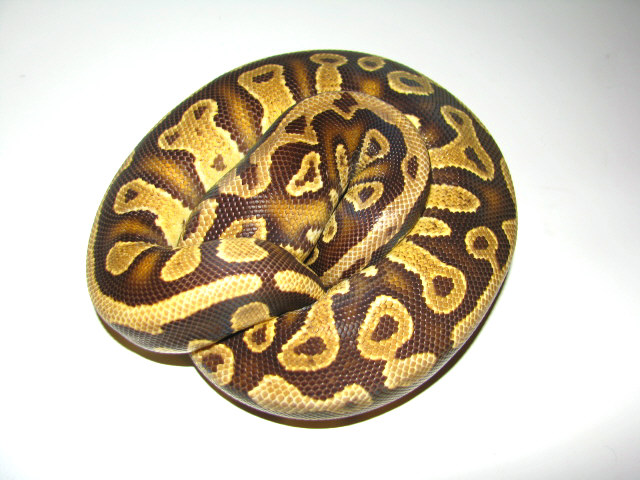 African import