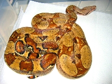 Orange tail pastel BCI adult 2