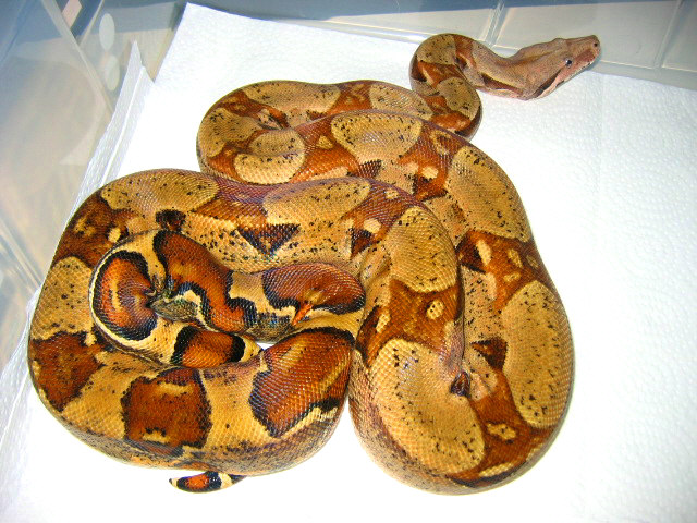 Orange tail pastel BCI adult 2