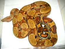 Orange tail pastel BCI adult 1