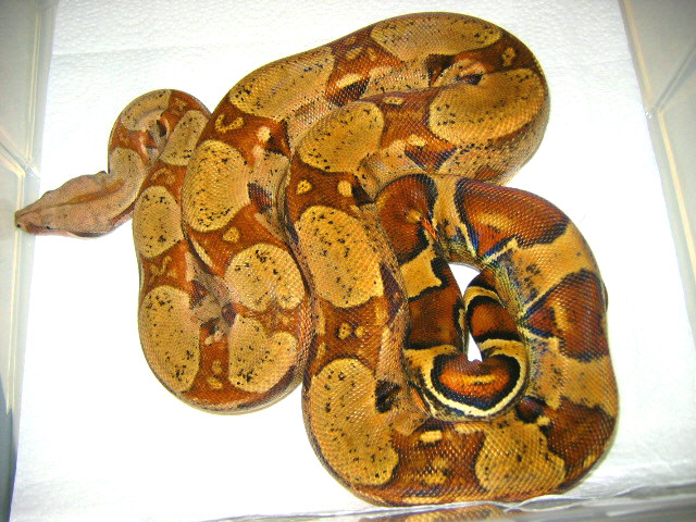 Orange tail pastel BCI adult 1