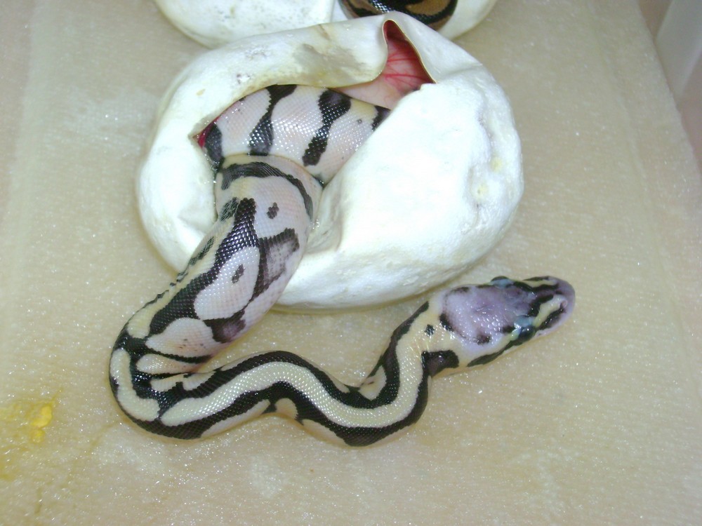 P