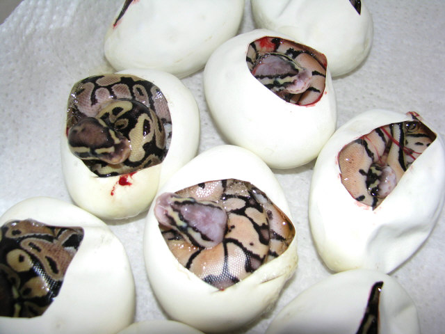 Pastel Vanillas
