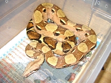 Pastel boa adult female