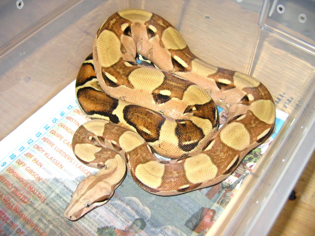 Pastel boa adult female