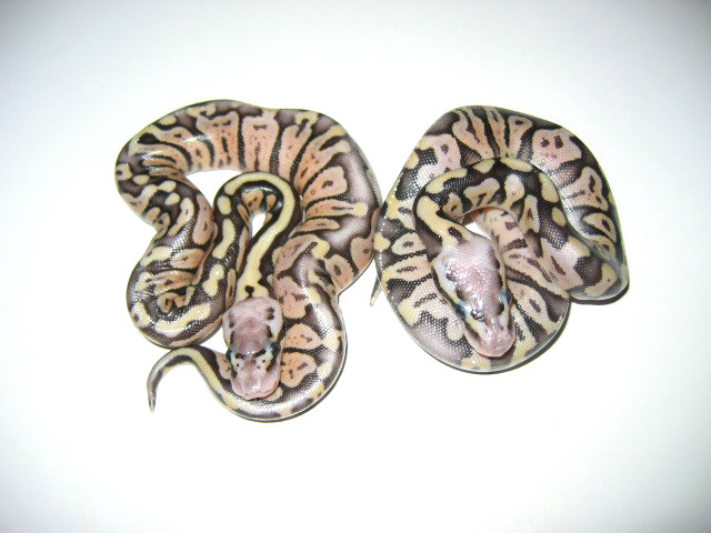 Pastel het axanthic