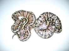 Pastel het axanthic