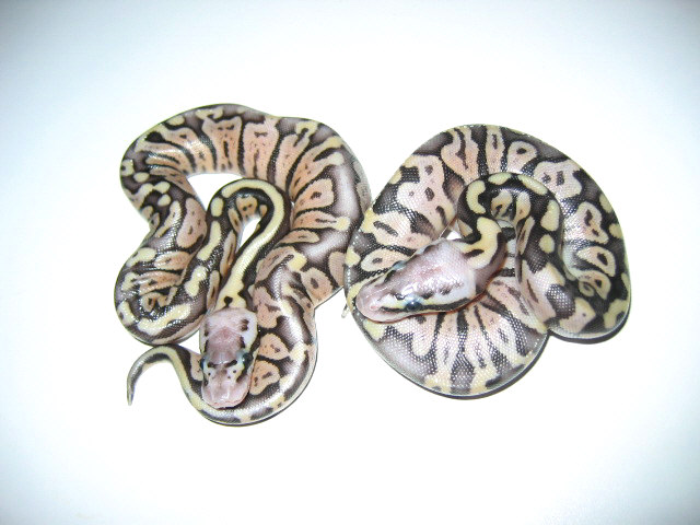 Pastel het axanthic
