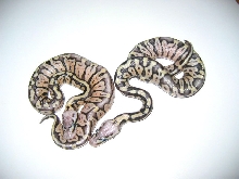 Pastel het axanthic