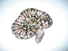 Pastel het axanthic