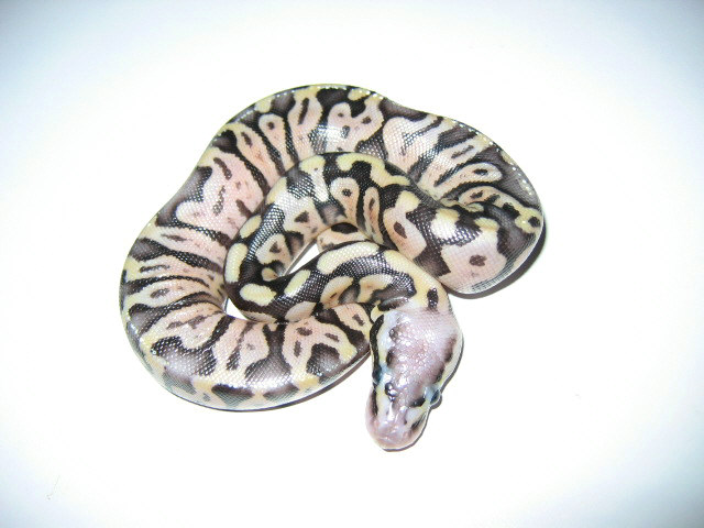 Pastel het axanthic