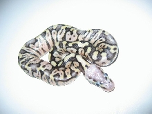 Pastel het axanthic