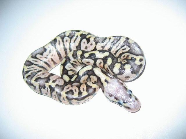 Pastel het axanthic