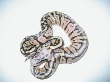 Pastel het axanthic
