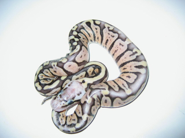 Pastel het axanthic
