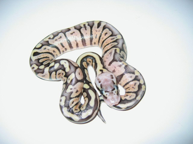 Pastel het axanthic