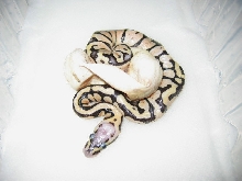 Pastel het axanthic