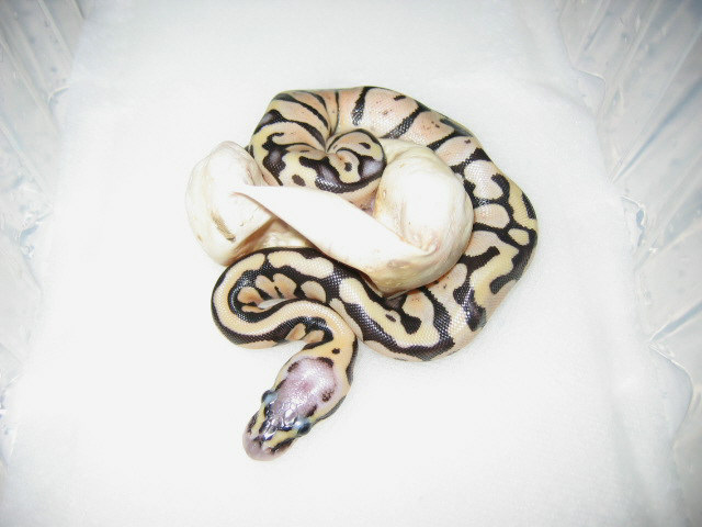 Pastel het axanthic