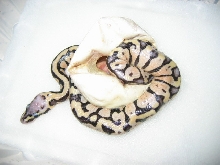 Pastel het axanthic