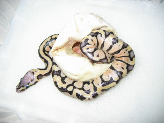 Pastel het axanthic