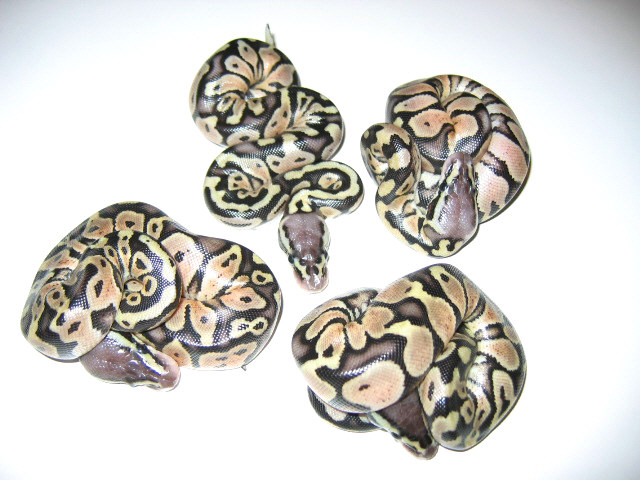 Pastels het hypo balls