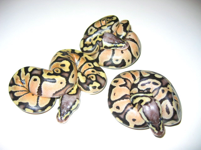 Pastel balls