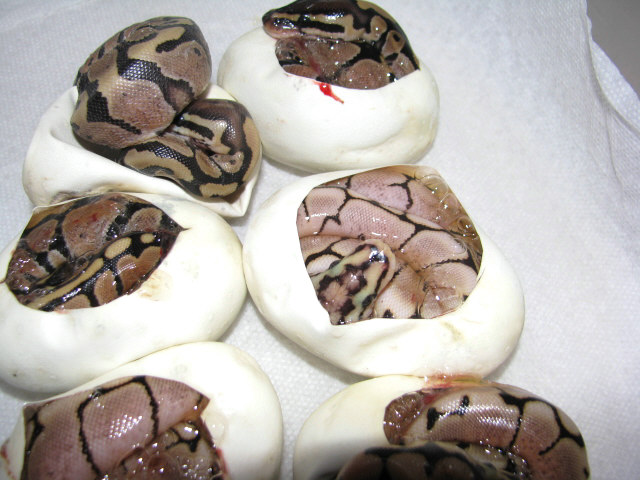 Vanilla Spider