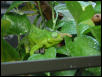 Male Fischeri