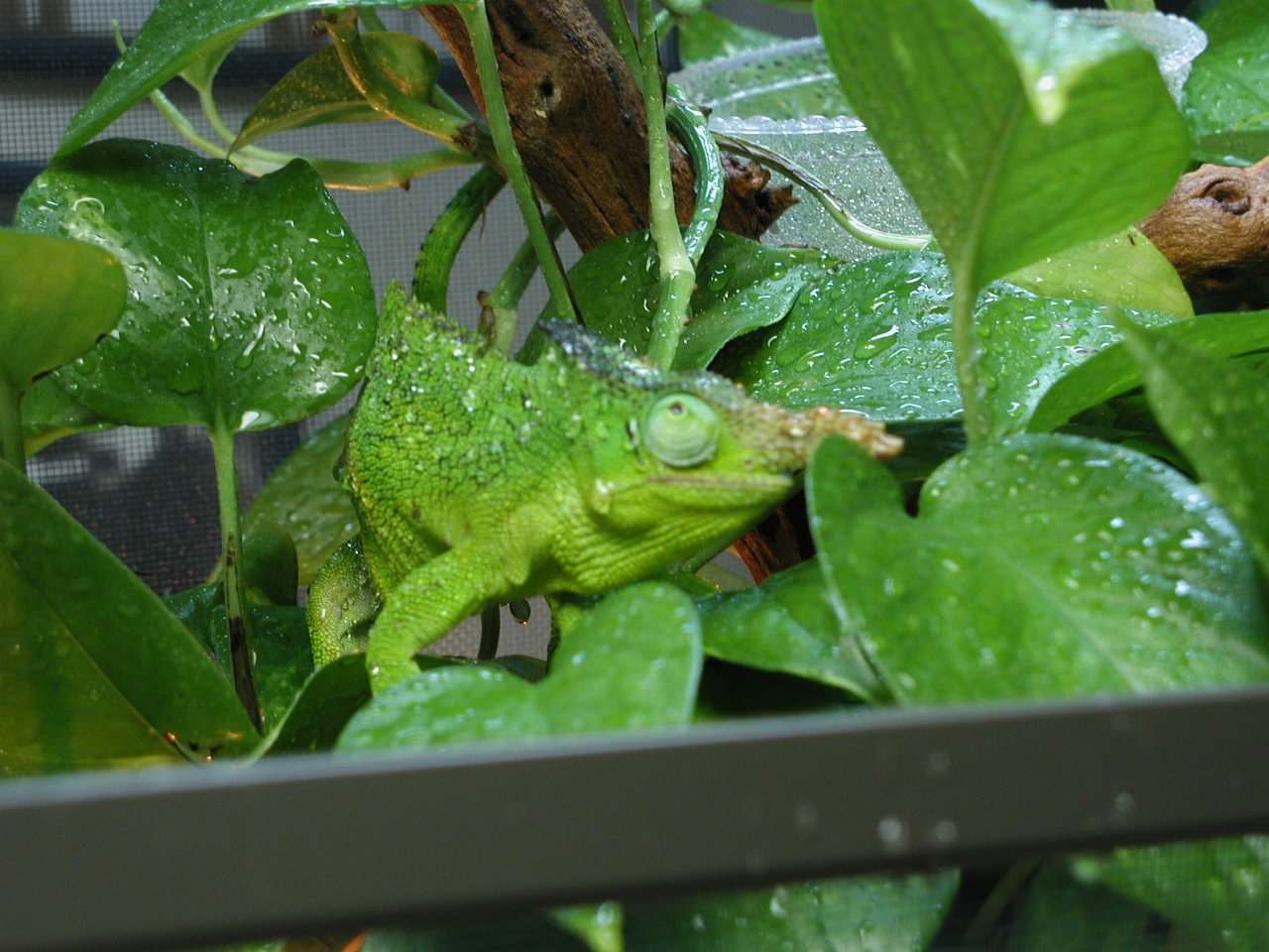 Male Fischeri