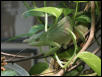 Female Fischeri