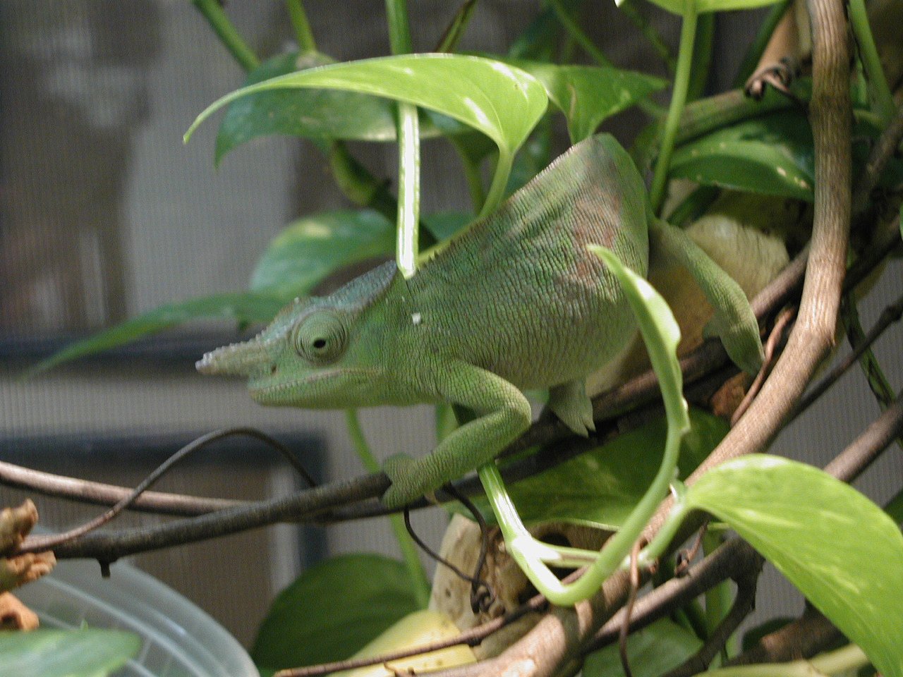 Female Fischeri