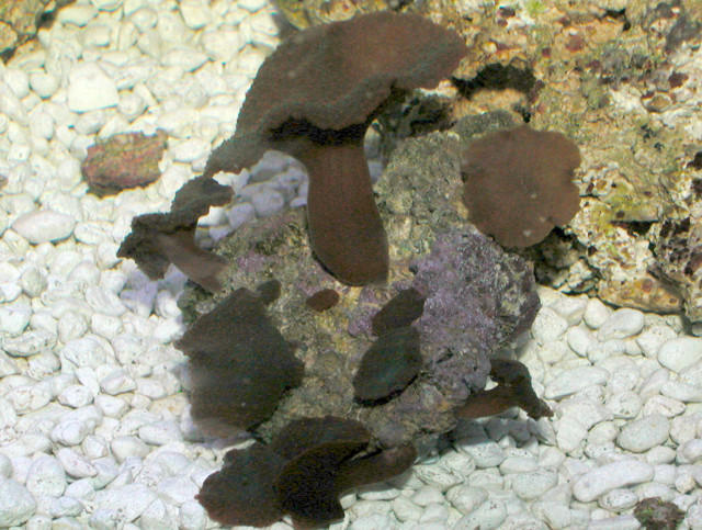 Saltwater - Austin Aquariums