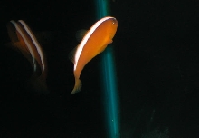 Saltwater Photos