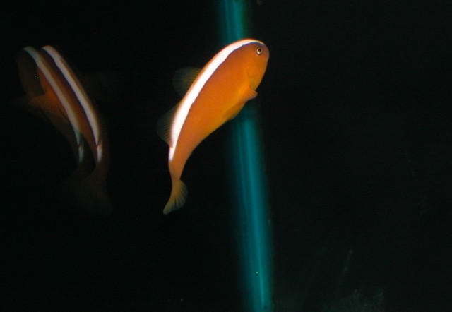 Saltwater Photos