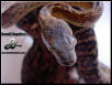 Jamaican Boa